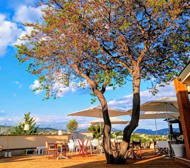 Olivier sur terrasse